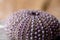Colorful sea urchin shell closeup