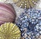 Colorful sea urchin shells