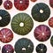 Colorful sea urchins close up on white translucent background