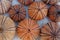 Colorful sea urchins collection on wet white marble, top view closeup