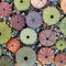 Colorful sea urchins on pebbles beach top view