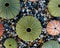 Colorful sea urchins on pebbles beach top view