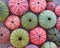 Colorful sea urchins on wet sand