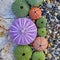 Colorful sea urchins on white rock and pebbles beach