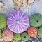 Colorful sea urchins on white rock and pebbles beach