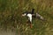 Colorful seabird, Fratercula arctica, Atlantic puffin with small sandeels in its beak flying against dark blue ocean