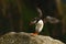 Colorful seabird, Fratercula arctica, Atlantic puffin with small sandeels in its beak flying against green background