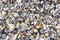 Colorful seashells on the beach in Florida.