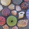 Colorful seaurchins and shells on wet sand beach