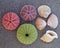 Colorful seaurchins and shells on wet sand beach