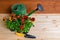 Colorful seedling of pansies in pot, garden shovel and watering can