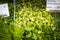 Colorful selection of Brussels sprouts on the farmers market in Mainz