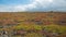 Colorful Sesuvium in South Plaza Island