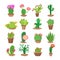 Colorful set of bright home blooming cacti in pots.