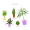Colorful set of potted succulent houseplants. Flat style vector illustration