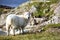 Colorful sheep on cliff looking at camera