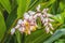 Colorful Shell Ginger Flowers Waikiki Honolulu Hawaii