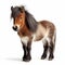 Colorful Shetland Pony Photo On White Background