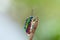 Colorful Shield Bug