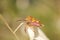 Colorful shield bug