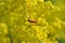 Colorful shield bug on flower