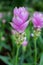 The colorful of Siam Tulip  paraacurcuma or Eucurcuma