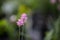 The colorful of Siam Tulip  paraacurcuma or Eucurcuma