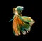 Colorful siamese fighting fish, betta fish isolated on black background.
