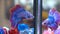 Colorful siamese fighting fish in Clear glass cabinet to show.