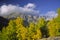 Colorful Sierra Nevada aspens