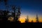 Colorful Sierra Sunset With Tree Silhouettes