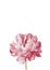 Colorful sihouette of peony flower in polygonal style on white background