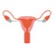 Colorful silhouette without contour female reproductive system