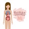 Colorful silhouette female person with set internal organs system of human body