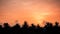 Colorful silhouettes of palms against the sky, summer beach, summer background