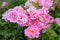 Colorful and simple pink roses flowers in the garden