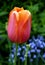 Colorful singular orange tulip with green stem and lush greenery se