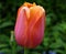 Colorful singular orange tulip with green stem and lush greenery se