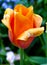 Colorful singular orange tulip with green stem and lush greenery se