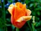 Colorful singular orange tulip with green stem and lush greenery se