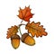 Colorful sketch of an oak leaf and acorn