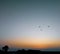 Colorful sky background, beautiful sunset scenery view of nature, trees, three birds flying photography, wide landscape shots