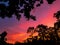 Colorful sky burst during sun rise with silhouette of branch trees in foreground, shot taken by mobile phone