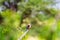 Colorful small bird - kingfisher bird. Tarangire, Africa