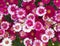 Colorful small chrysanthemums close-up