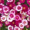 Colorful small chrysanthemums closeup