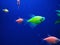 Colorful small fish in aquarium. Small pink and green aquarium fish against blue background. Marine life. Life in water.