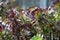 Colorful Small Succulent Plants from Above