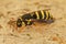 A colorful small wasp, Celonites abbreviatus form Southern France