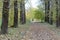 Colorful smooth alley among the trees in the fall.